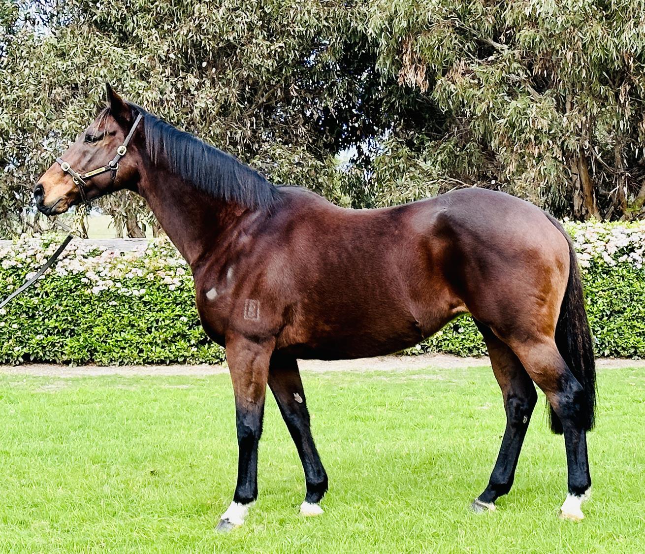 2023 SEPTEMBER (Early) Online Sale | Inglis Digital Online Auctions